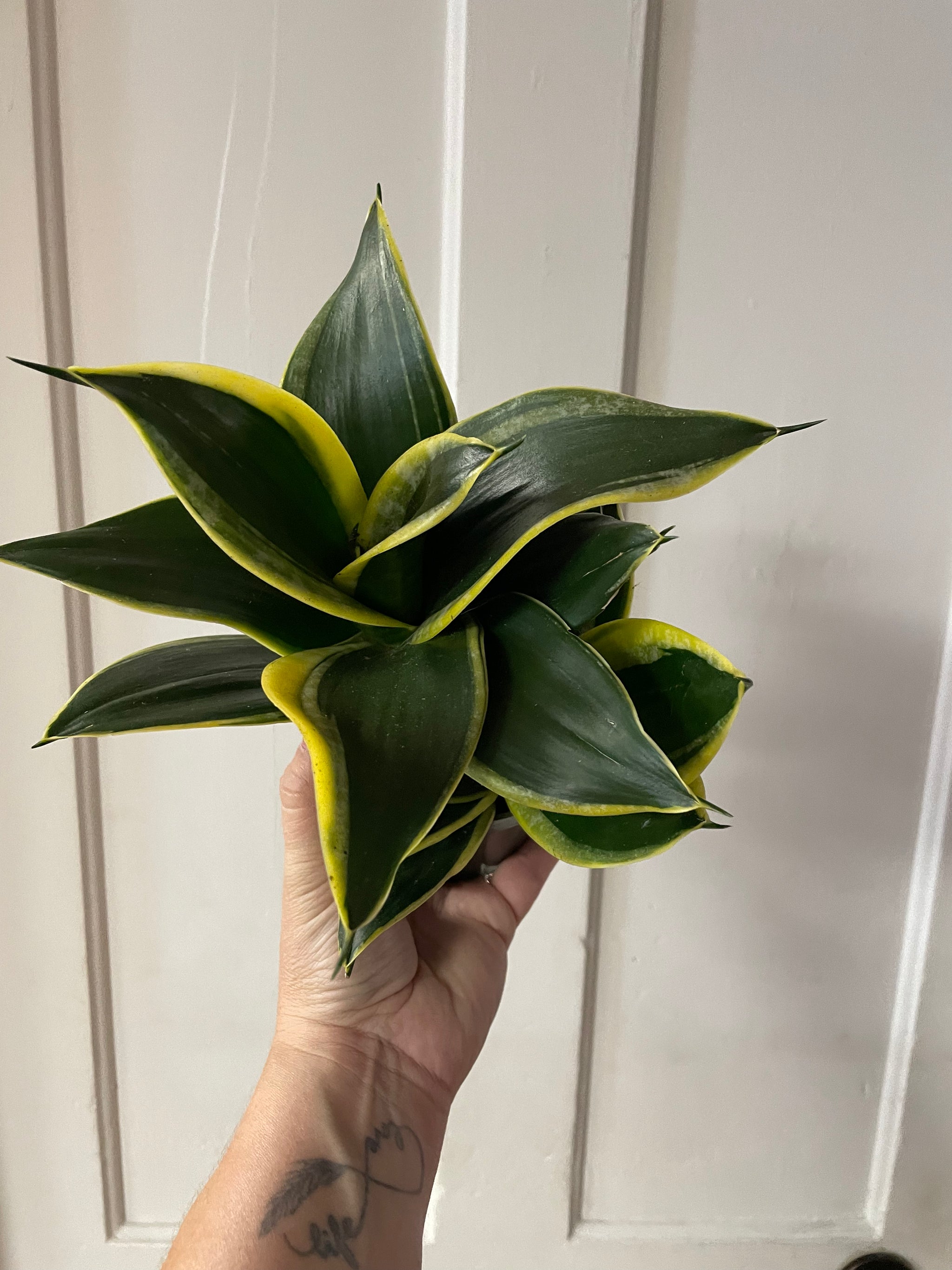 Birdsnest Sanseveria 4”