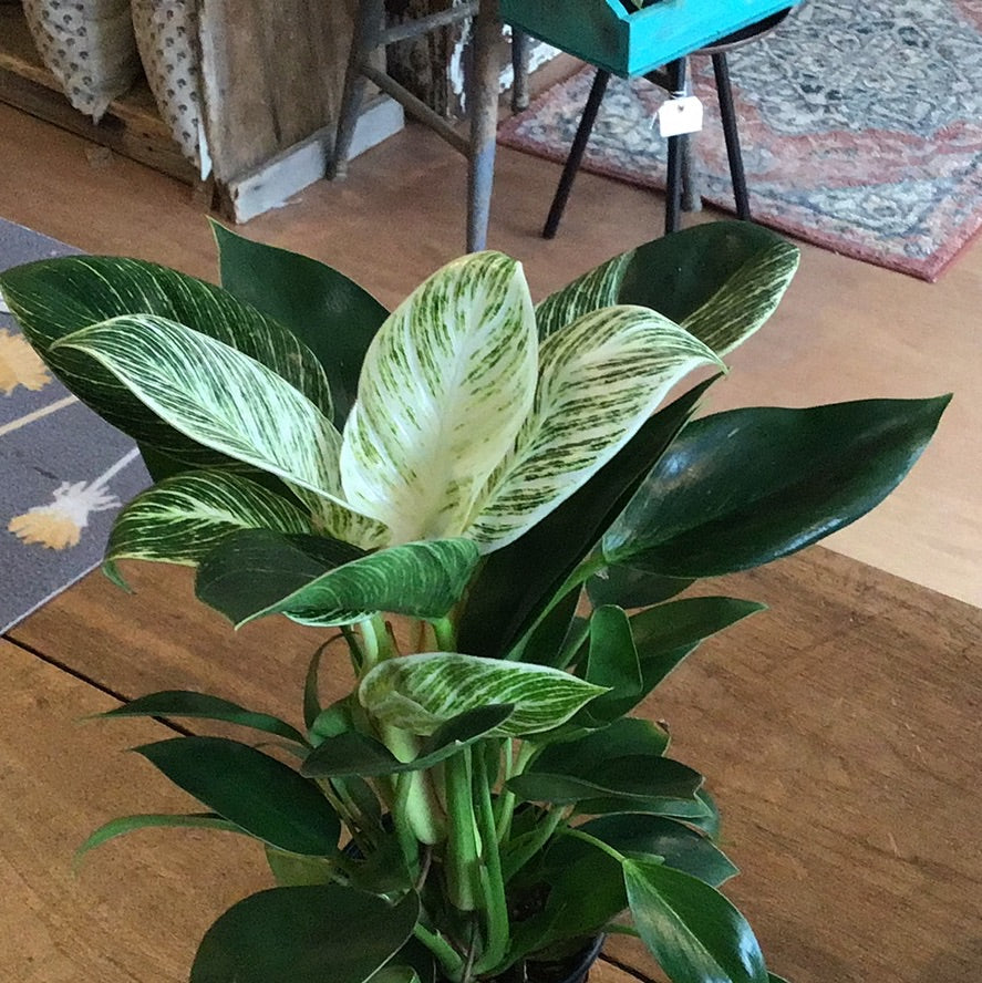 Philodendron Birkin