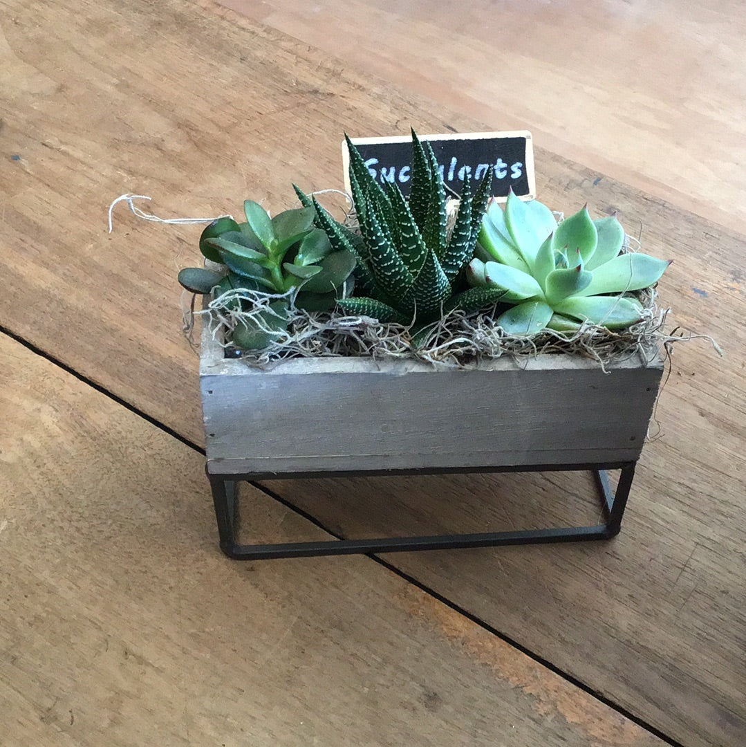 Raised succulent trio