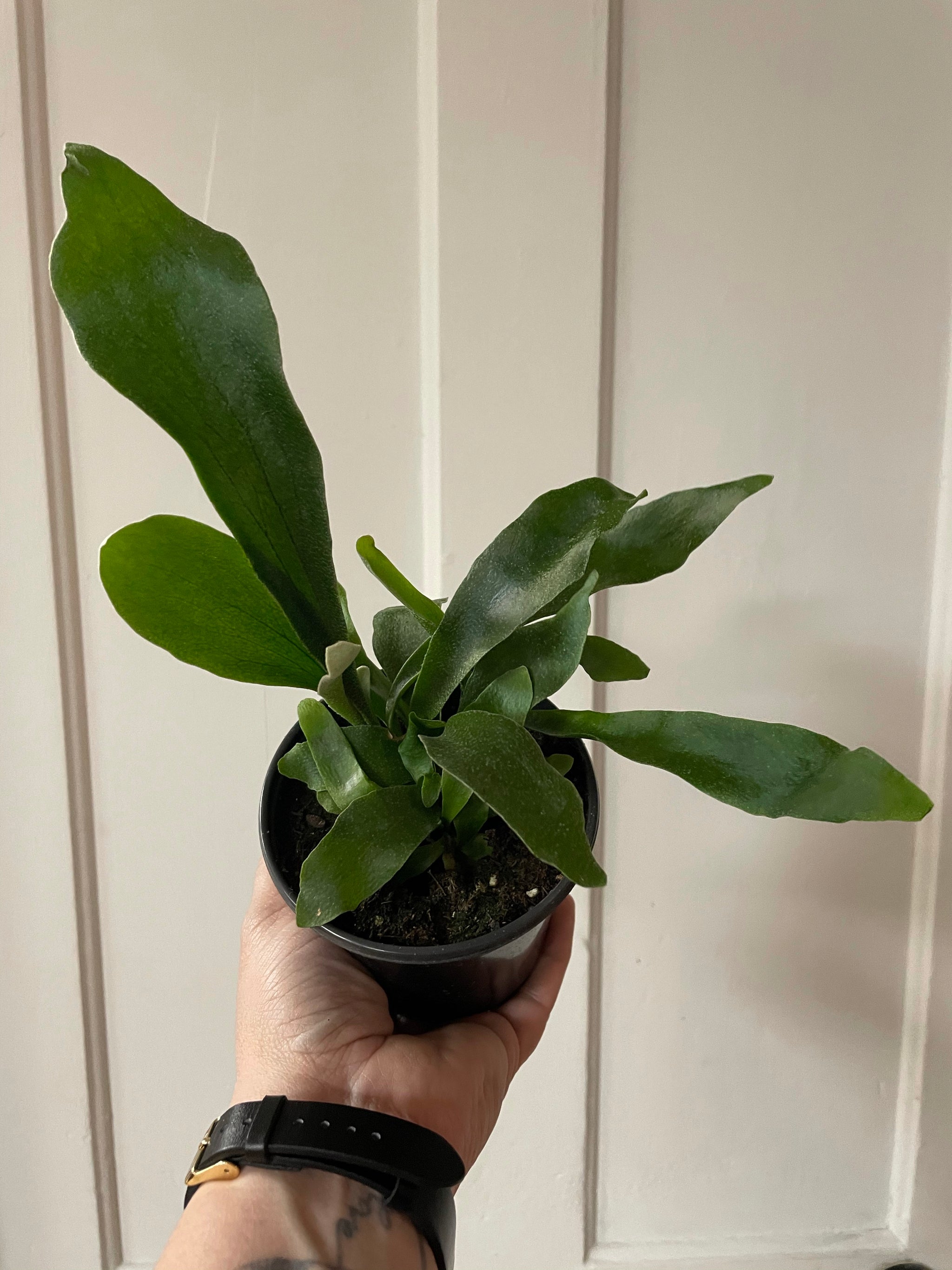 Staghorn Fern