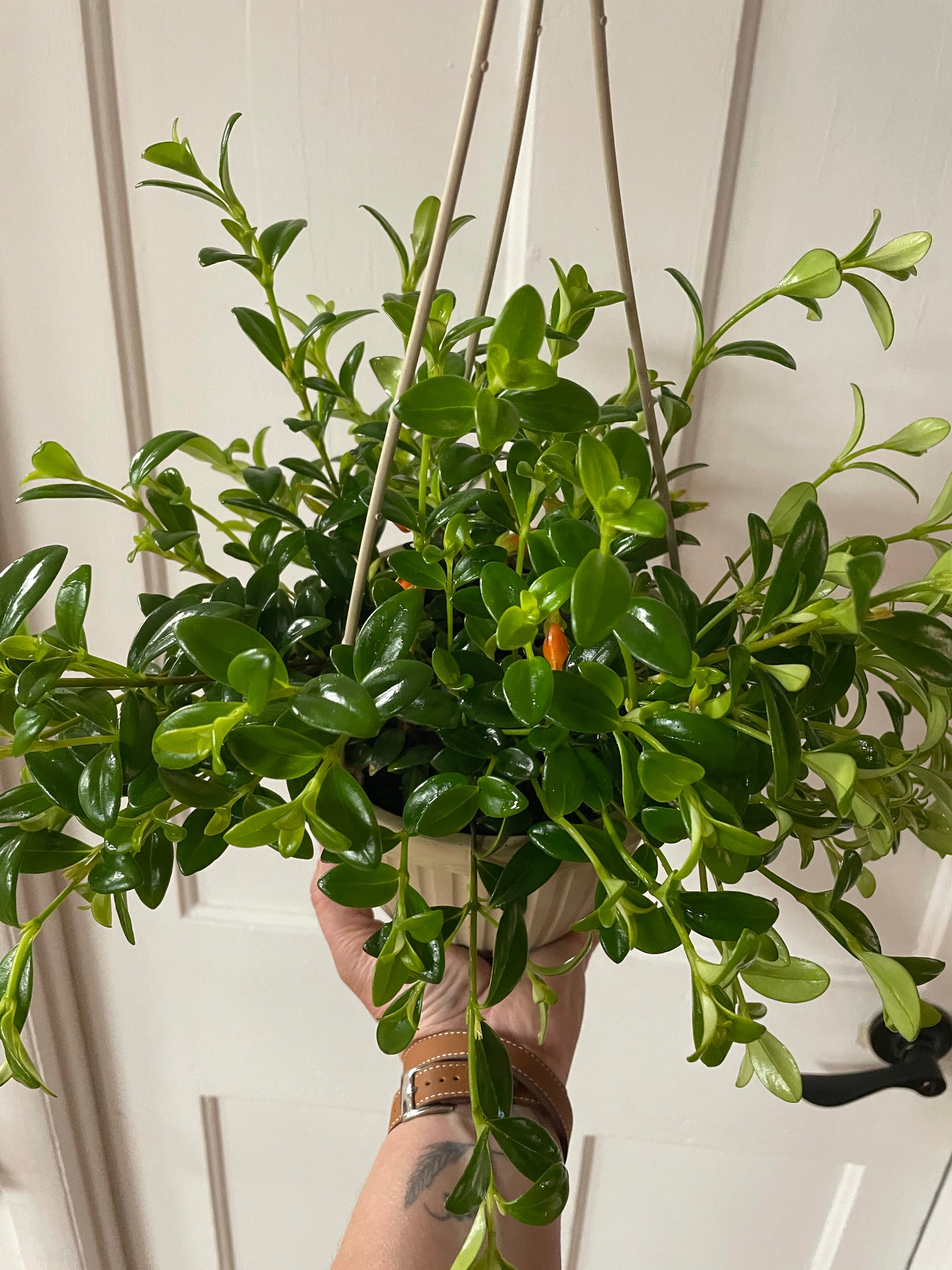 Gold Fish Plant 6" HB