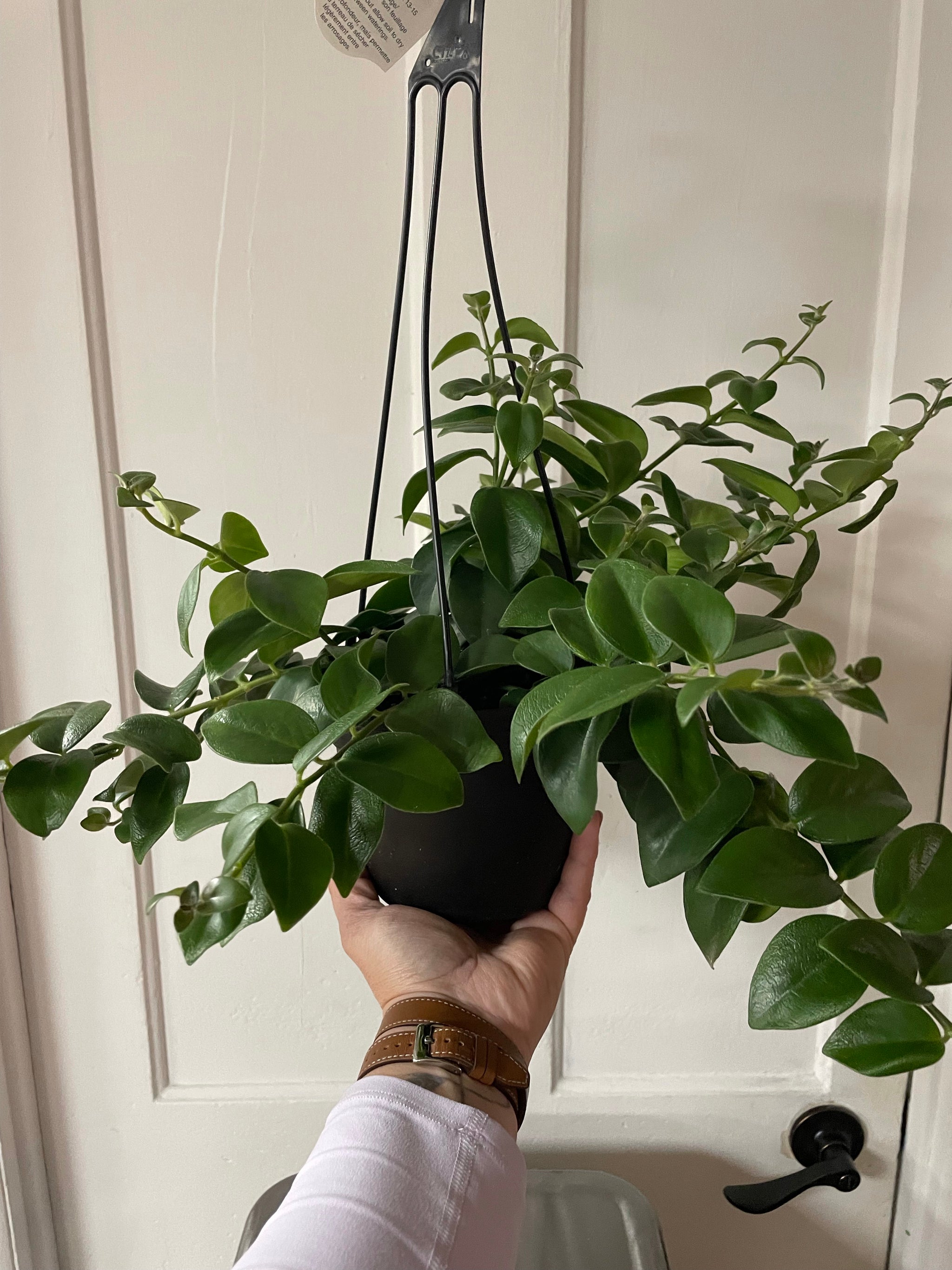 Lipstick Plant 6" HB