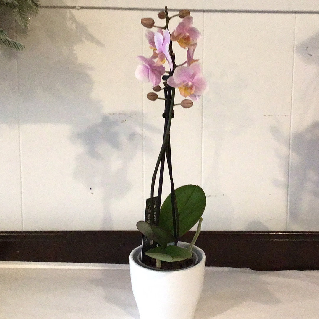 Mini Orchid