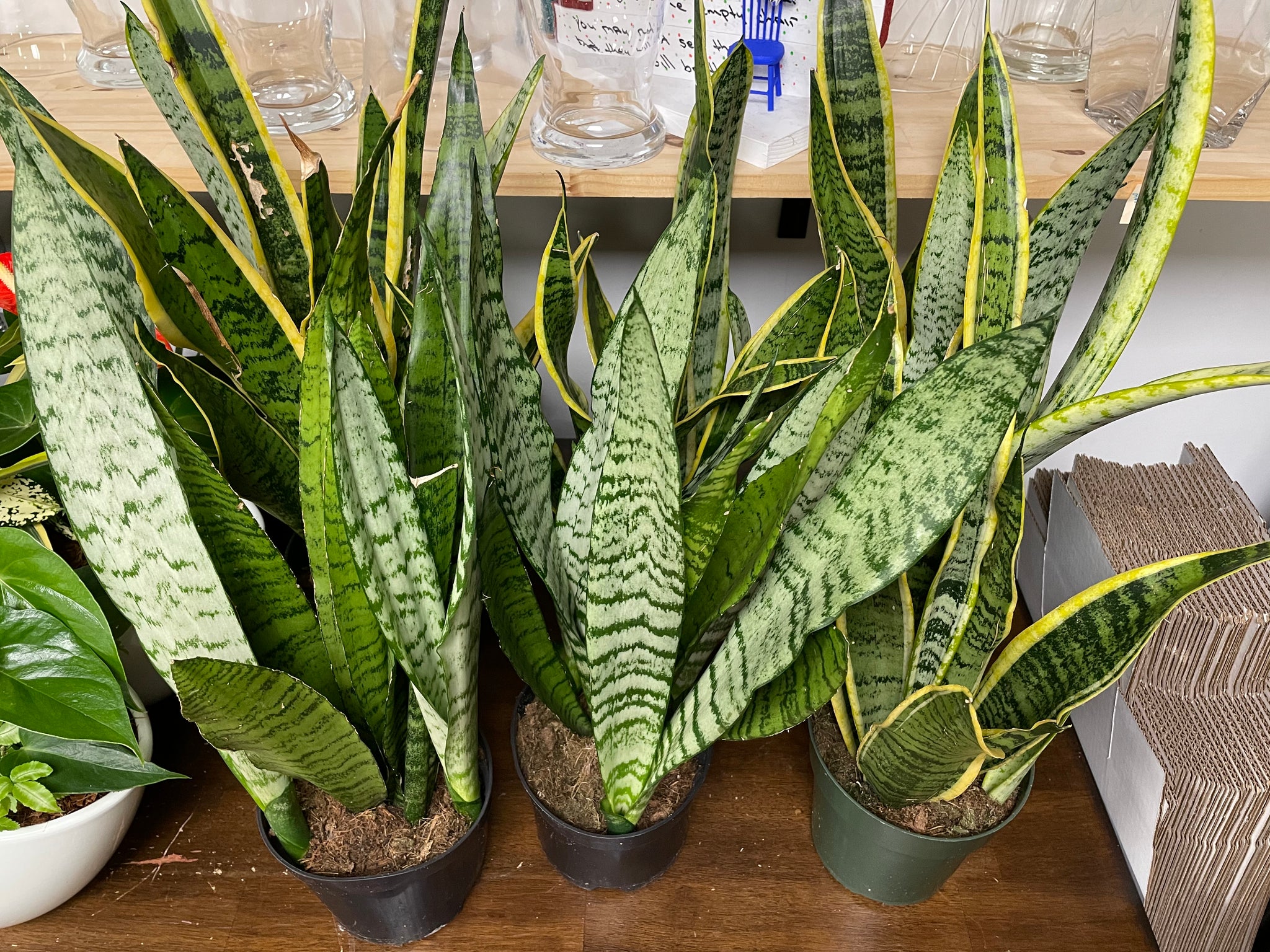 Sanseveria