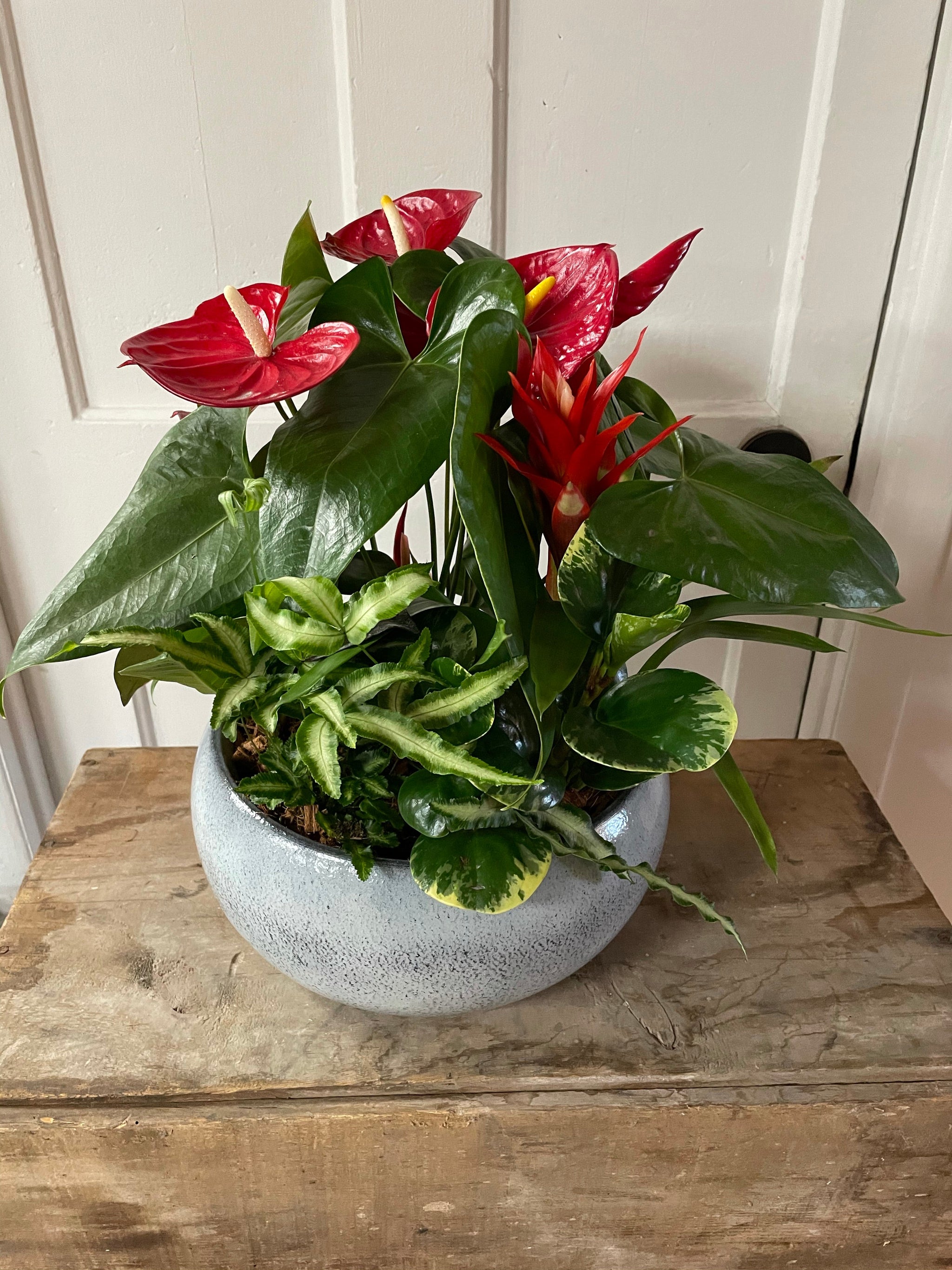 Anthurium Tropical Planter