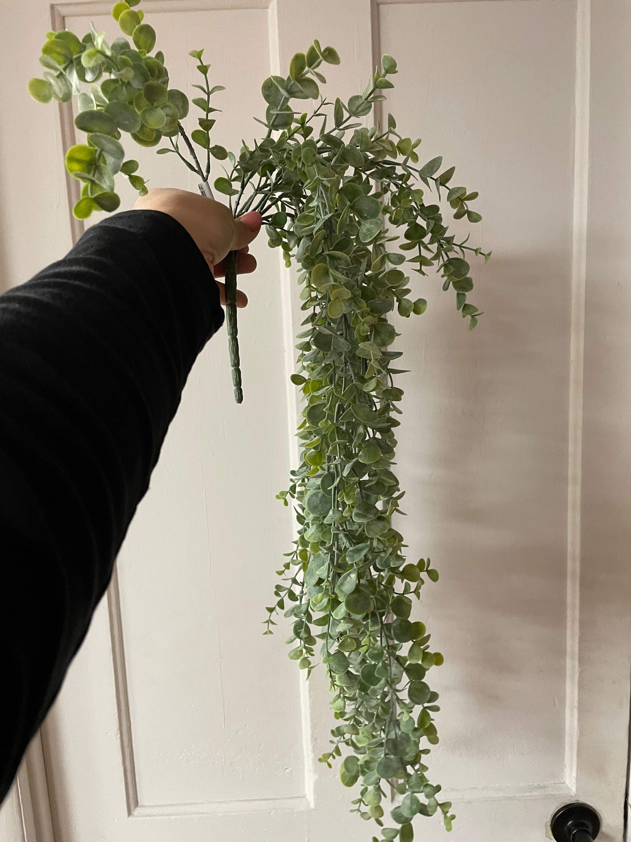 Everlasting Eucalyptus Hanging Bush