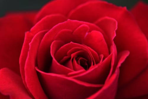 Fresh Roses - Wrapped