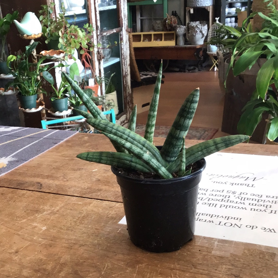 Star Fish Sanseveria (Boncellensis) 4”