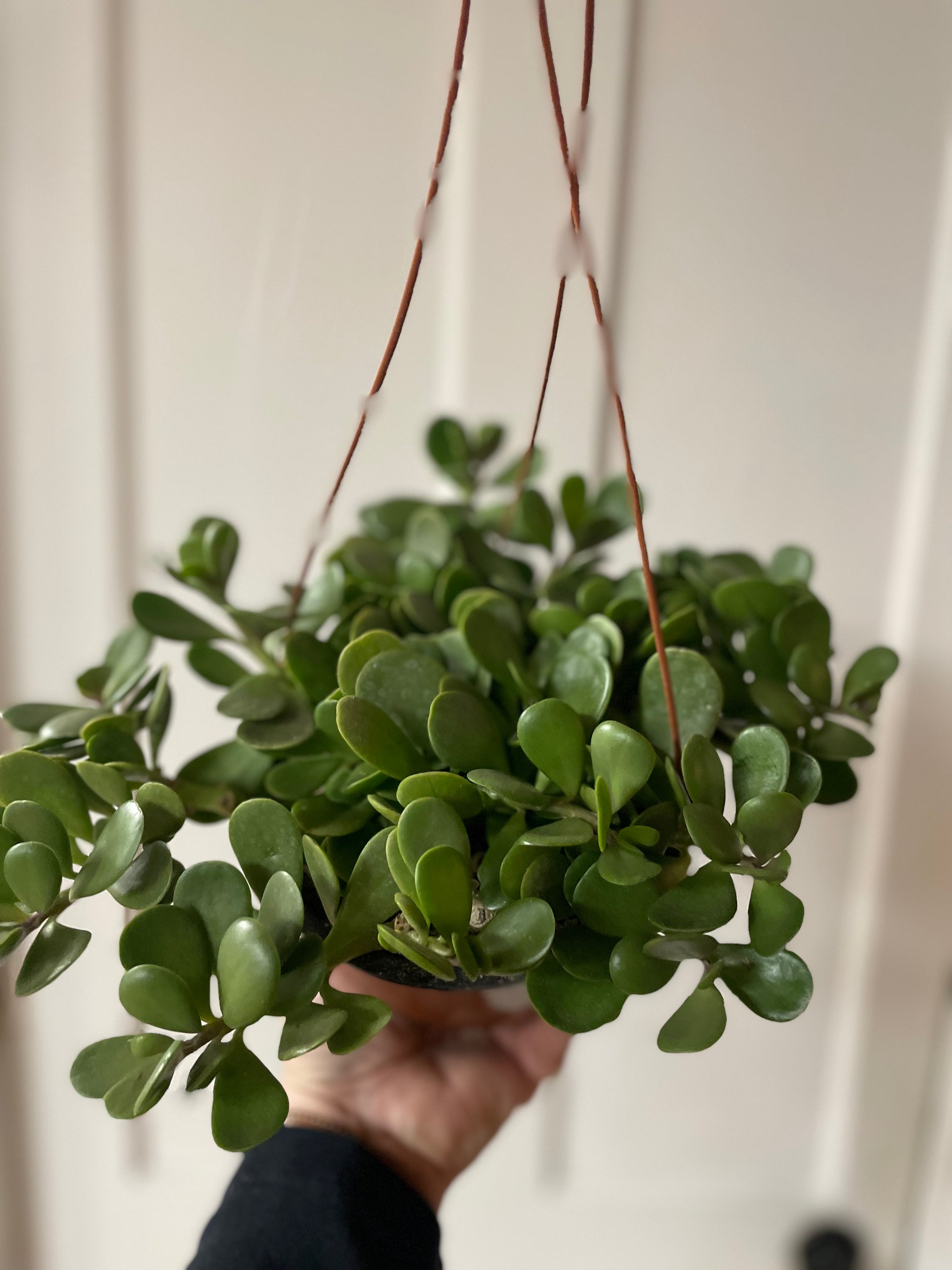 Senecio Jacobsenii 6”