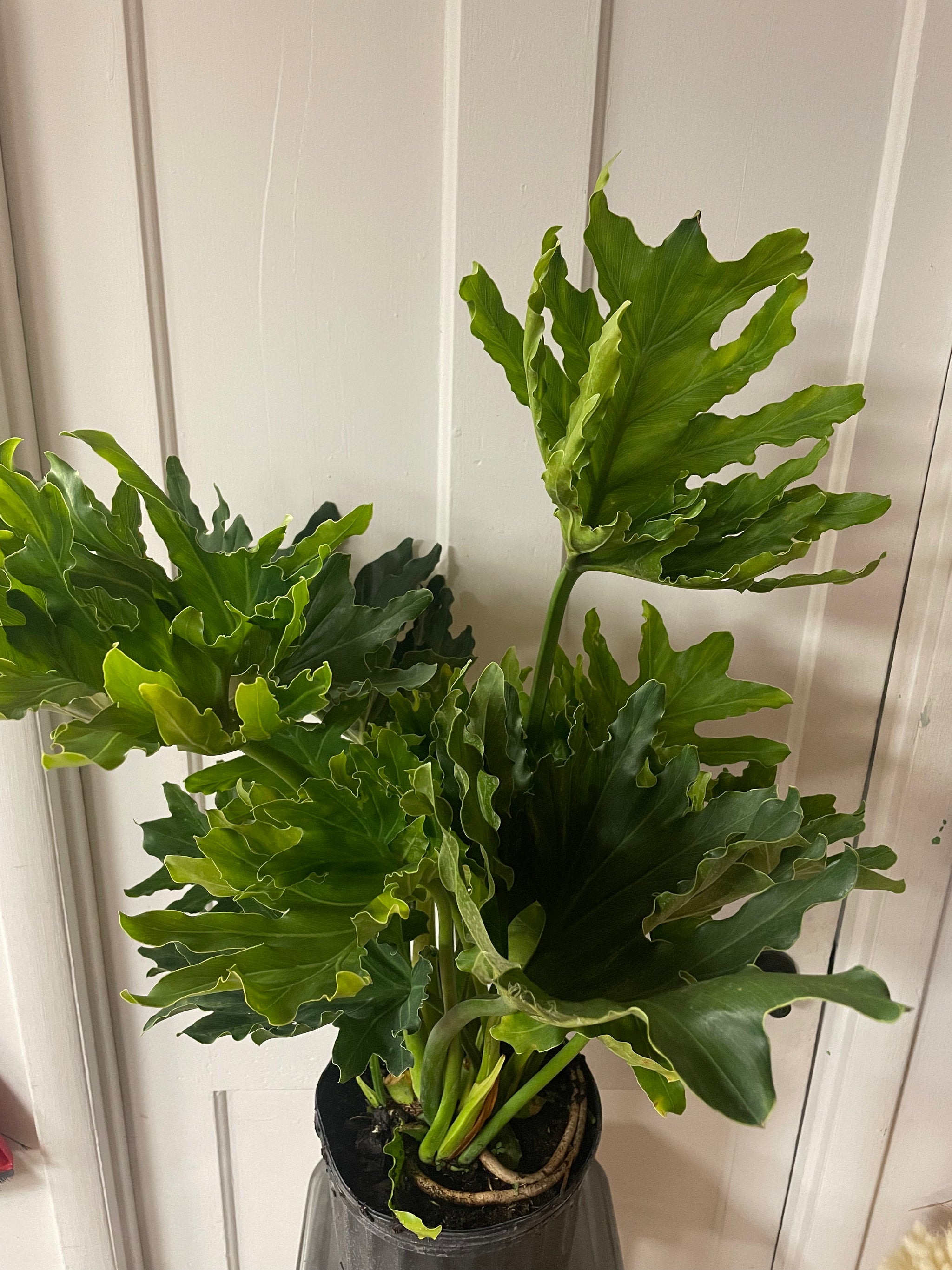 Philodendron Hope Selloum