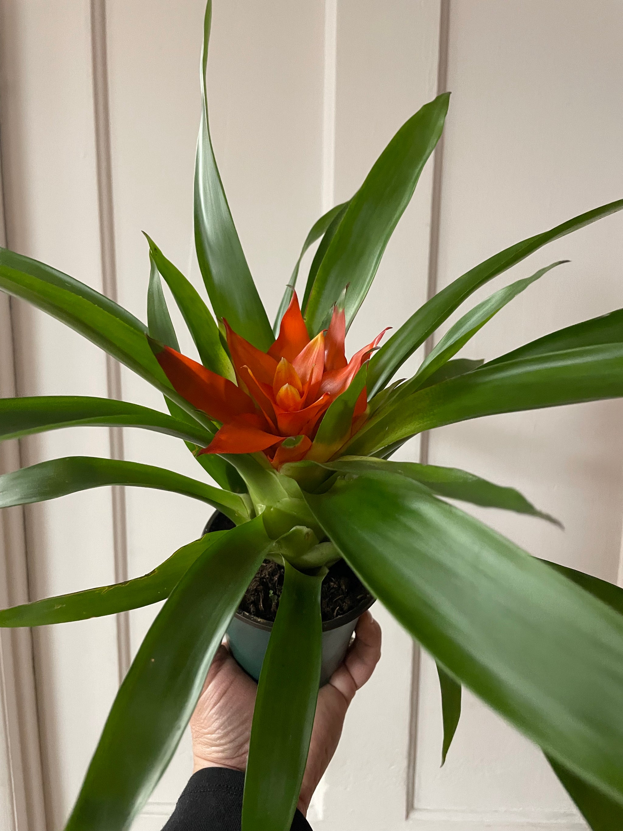 Bromeliad Plant