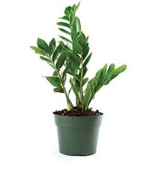 ZZ Plants