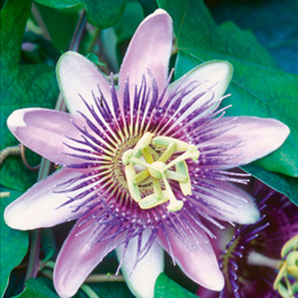 Passion Flower Plant